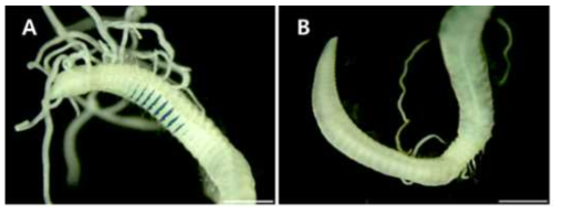 Aphelochaeta petila n. sp., A, thoracic region, ventro-lateral view; B, posterior end, lateral view