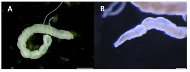 Aphelochaeta intinctoria n. sp., A, MGSP of anterior end, lateral view (no reaction); B, posterior end, lateral view