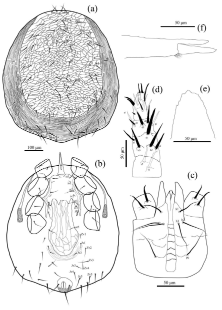 Myrmozercon andongensis sp. nov. (신종 보고)