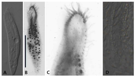 Photomicrographs of Birojimia n. sp. from life (A, D) and after protargol impregnation (B, C). (A, B) Ventral view of specimens. (C) Dorsal view of specimens. 1–4, dorsal kineties. (D) cortical granules on ventral surface. Scale bar = 50 μm