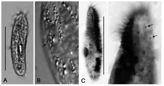 Photomicrographs of Anteholosticha verrucosa from life (A, B) and after protargol impregnation (C, D). (A, C) Ventral view of specimens. (B) Dorsal cilia (arrows) and cortical granules (arrowheads) on dorsal surface. (D) Arrows indicate basal bodies on dorsal surface. Scale bars = 50 μm