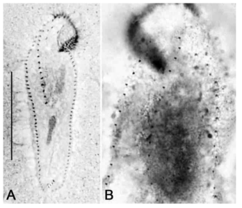 Photomicrographs of Amphisiella australis from after protargol impregnation (A, B). (A) Ventral view of specimen. (B) Dorsal view of specimens. Scale bar = 50 μm