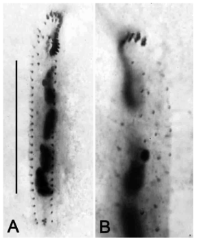 Photomicrographs of Terricirra matsusakai from after protargol impregnation (A, B). (A) Ventral view of specimen. (B) Dorsal view of specimens. Scale bar = 50 μm