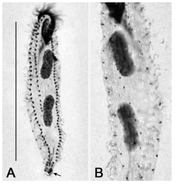 Photomicrographs of Uroleptoides binucleatus binucleatus from after protargol impregnation (A, B). (A) Arrow indicates transverse cirri. (B) Dorsal view of specimens. Scale bar = 100 μm