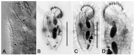 Photomicrographs of Uroleptoides magnigranulosus from life (A) and after protargol impregnation (B–D). (A) Arrows indicates cortical granules on ventral surface. (B, C) ventral views of specimens. (D) Dorsal view of specimens. Scale bars = 50 μm