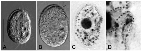 Photomicrographs of Leptopharynx costatus gonohymen from life (A, B) and after protargol impregnation (C, D). (B) Arrow indicates preoral kineties. (D) Arrow indicates monokinetid in kinety 1, and arrowheads mark adoral membranelles. Scale bar = 20 μm