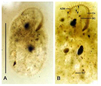 Photomicrographs of Keronopsis polychaeta based on protargol impregnation. A, B ventral view of protargol impregnated specimen. Scale bar: 100 μm