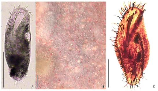 Australocirrus aspoecki in vivo (A, B) and after protargol impregnation (C). Scale bars = 100 μm (A); 50 μm (C); 10 μm (B)