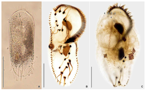 Stylonychia lemnae in vivo (A) and after protargol impregnation (B, C). Scale bars = 100 μm (A); 50 μm (B, C)