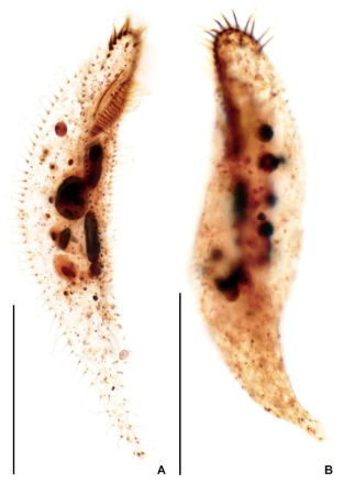 Hemiamphisiella granulifera after protargol impregnation. Scale bars = 50 μm