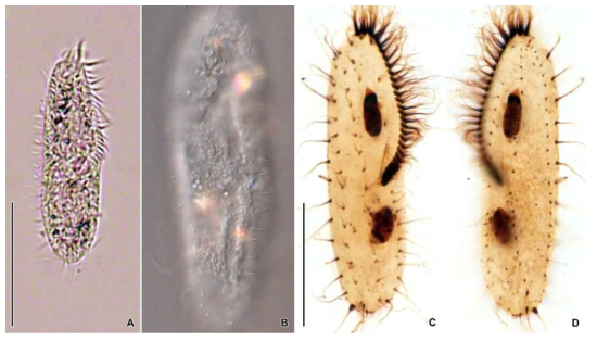 Wallackia bujureani in vivo (A, B) and after protargol impregnation (C, D). Scale bars = 50 μm (A); 30 μm (C)