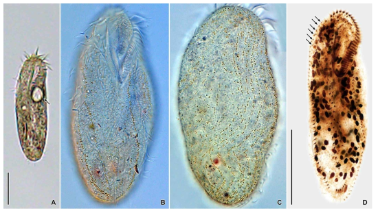 Bakuella marina in vivo (A–C) and protargol impregnated specimen (D). Scale bars = 50 μm