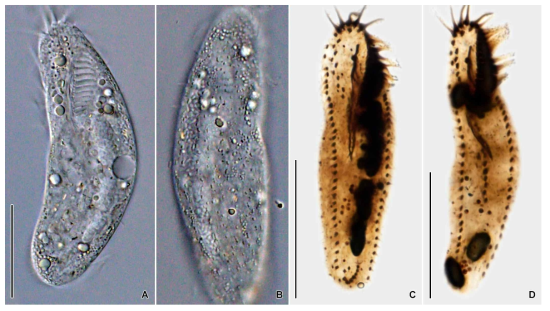 Anteholosticha sigmoidea in vivo (A, B) and protargol impregnated specimen (C, D). Scale bars = 30 μm