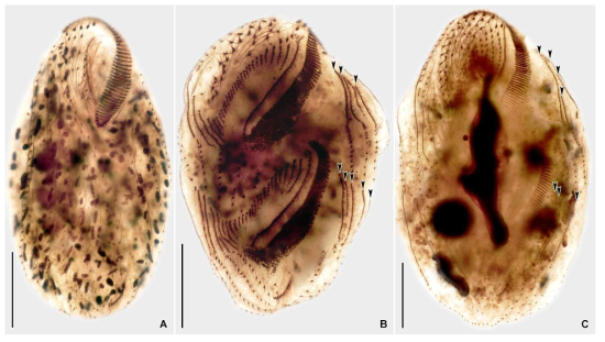 Urostyla grandis grandis after protargol impregnated specimens (E). Scale bars = 20 μm