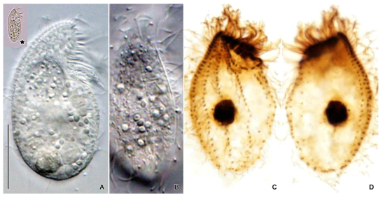 Protocruzia adherens in vivo (A, B) and after protargol impregnation (C–E). Asterisk indicates typical body shape on low magnification. Scale bars = 20 μm (A)