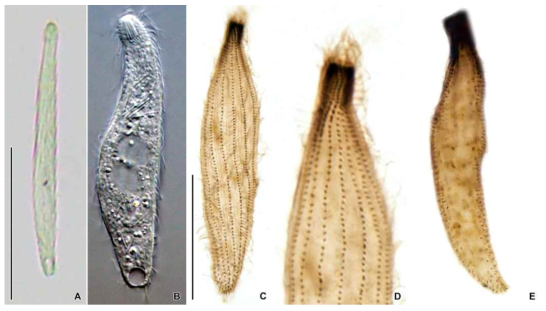 Chaenea vorax in vivo (A, B) and after protargol impregnation (C–E). Scale bars = 50 μm (A); 30 μm (C)