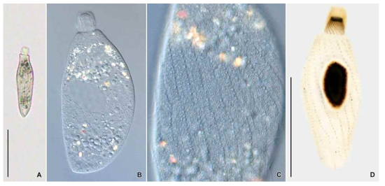 Phialina salinarum in vivo (A–C) and after protargol impregnation (D). Scale bars = 50 μm (A); 30 μm (D)