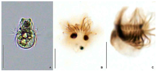 Mesodinium pulex in vivo (A) and after protargol impregnation (B, C). Scale bars = 30 μm (A); 10 μm (B, C)