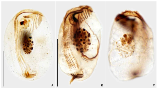 Trochilioides recta after protargol impregnation. Scale bar = 20 μm