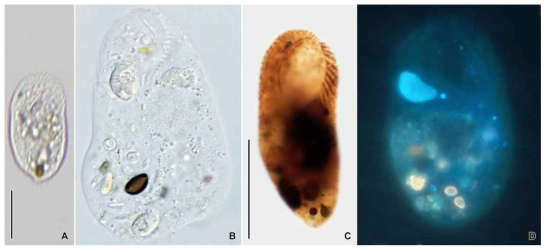 Bryometopus pseudochilodon in vivo (A, B), after protargol impregnation (C) and DAPI staining (D). Scale bars = 30 μm