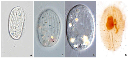 Uronemella filificum in vivo (A–C) and after protargol impregnation (D). Scale bar = 20 μm