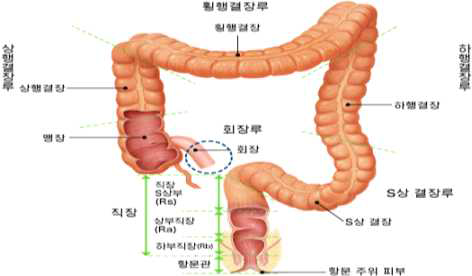 대장의 구조