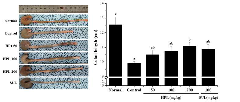 DSS로 유도된 대장염 모델에서 식의약 소재인 HPL-01이 대장 길이에 미치는 영향 a~c)실험군별 평균값의 통계적 유의수준은 p<0.05에 대한 각각의 부집단으로 표기