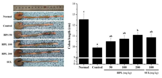 DSS로 유도된 대장염 모델에서 식의약 소재인 HPL-01이 대장 길이에 미치는 영향 a~c)실험군별 평균값의 통계적 유의수준은 p<0.05에 대한 각각의 부집단으로 표기