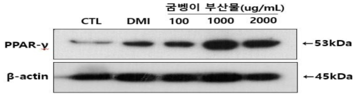 굼벵이 부산물이 PPAR-γ 단백질 발현에 미치는 영향