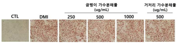 굼벵이 가수분해물과 거저리 가수분해물이 지방구 생성 억제 확인(Oil Red O stain)