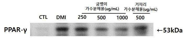 굼벵이 가수분해물이 PPAR-γ 단백질 발현에 미치는 영향