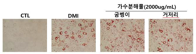 굼벵이 가수분해물 및 거저리 가수분해물의 지방구 생성 억제(고농도 처리, (Oil Red O stain)