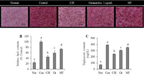 비알콜성 지방간 세포모델에서 Cirsimaritin의 간세포 내 중성지방 억제 효과