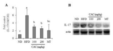 동물모델 간 조직에서 지방간염 관련 사이토카인 IL-17의 발현 변화에 대한 엉겅퀴복합추출물의 효과. ND : 정상군, HFD : 고지방식이군, CAC : 엉겅퀴복합추출물, MT : 밀크시슬 추출물