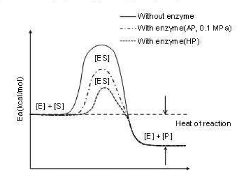 상압과 고압조건에서의 비효소분해 및 효소분해 반응의 비교