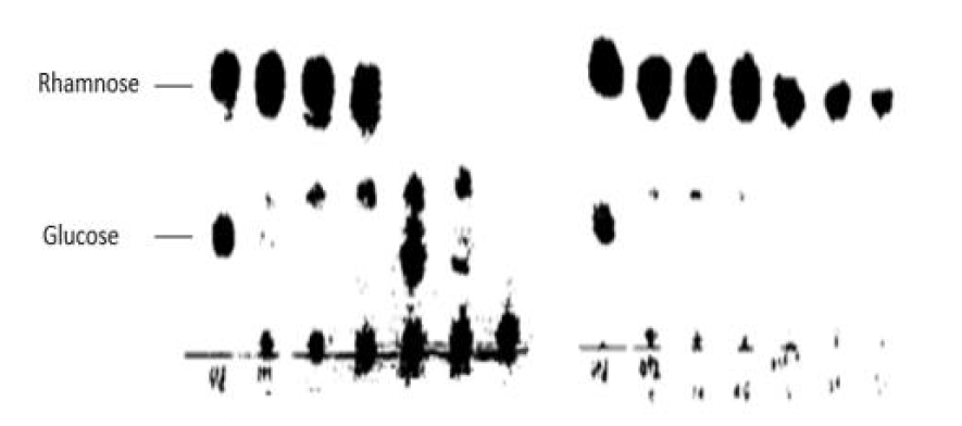 Lactobacillus plantarum SRCM101222의 당(rhamnose, glucose) 이용률 확인을 위한 TLC 결과