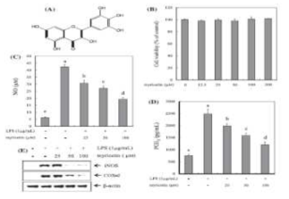 LPS로 자극된 RAW264.7 대식세포에서 고욤나무 유래 myricetin이 pro-inflammatory mediators (NO, PEG2, NOS alc COX-2) 억제에 미치는 영향