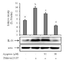인간 비만세포 유래 HMC-1세포에서 IL-31 단백질 발현에 미치는 apigenin의 영향. HMC-1 세포를 대상으로 추출물 처리와 무처리군을 PI로 자극한 후 cell lysates을 대상으로 Western blotting법으로 IL-31 단백질 발현을 측정하였다. 자료 값은 3번복 시험으로부터 얻은 수치를 평균 ± 오차로 표시하였고, p<0.05 : PI로 자극된 대조군과 비교