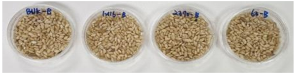 조건 3의 곡물 유산균 발효물 제조법 확립