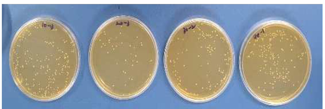 흑삼 접종량을 달리한 고아미 발효물의 건조 직후 유산균 분포