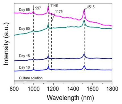 Raw Raman spectra of Scenedesmus obliquus on culture solution, day 10, day 15, day 60, and day 65. After day 60, strong fluorescent background effects appeared