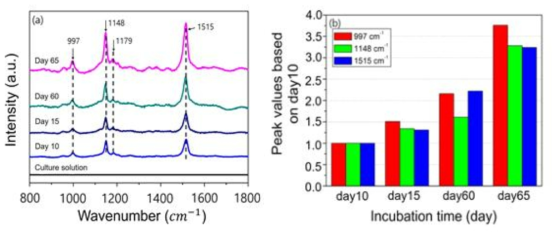 (a) Raman spectra of Scenedesmus obliquus after removing of fluorescent background effects, (b) Raman spectra peaks at 997 cm-1, 1148 cm-1, and 1515 cm-1. The peak values at day15, day60, and day65 were based on day10