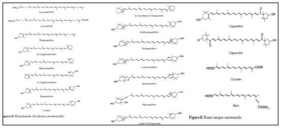 식품유래 여러 가지 카로티노이드