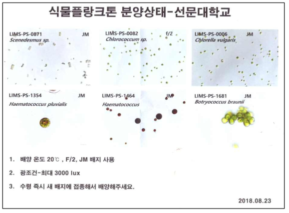 해양시료도서관 분양 미세조류