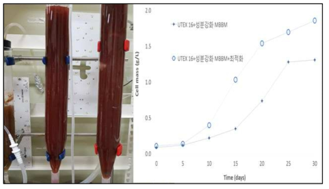 통계학적 기법을 이용한 배지조성 최적화 및 validation 실험