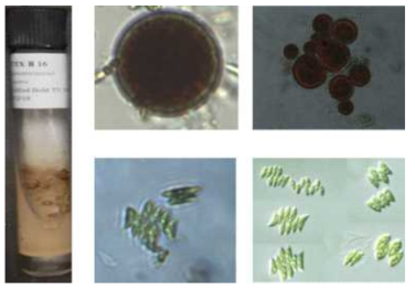 H. pluvialis (좌)와 Scenedesmus obliquus 현미경 사진