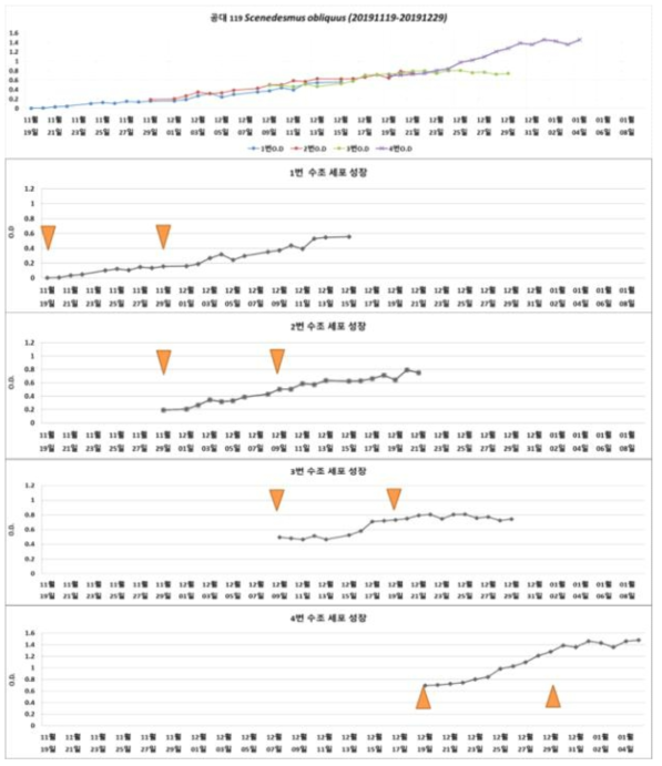 S. obliquus의 연속식 배양 시 배양기 별 세포량 비교