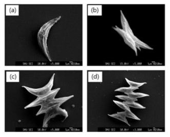 미세조류 Scenedesmus obliquus의 성장상태 별 SEM 영상 (a) Single-cell form, (b) two-cell combination form, (b) four-cell combination form, (d) eight-cell combination form