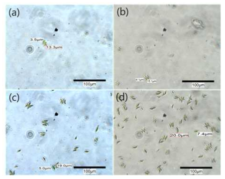 The optical images of cultured microalgae for (a) 10, (b) 15, (c) 60, (d) 65 days