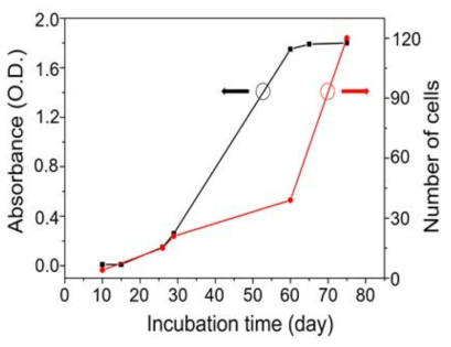 Microalgae growth graphs in MBBM culture medium. Absorbance and number of cells induced by incubation time (days)